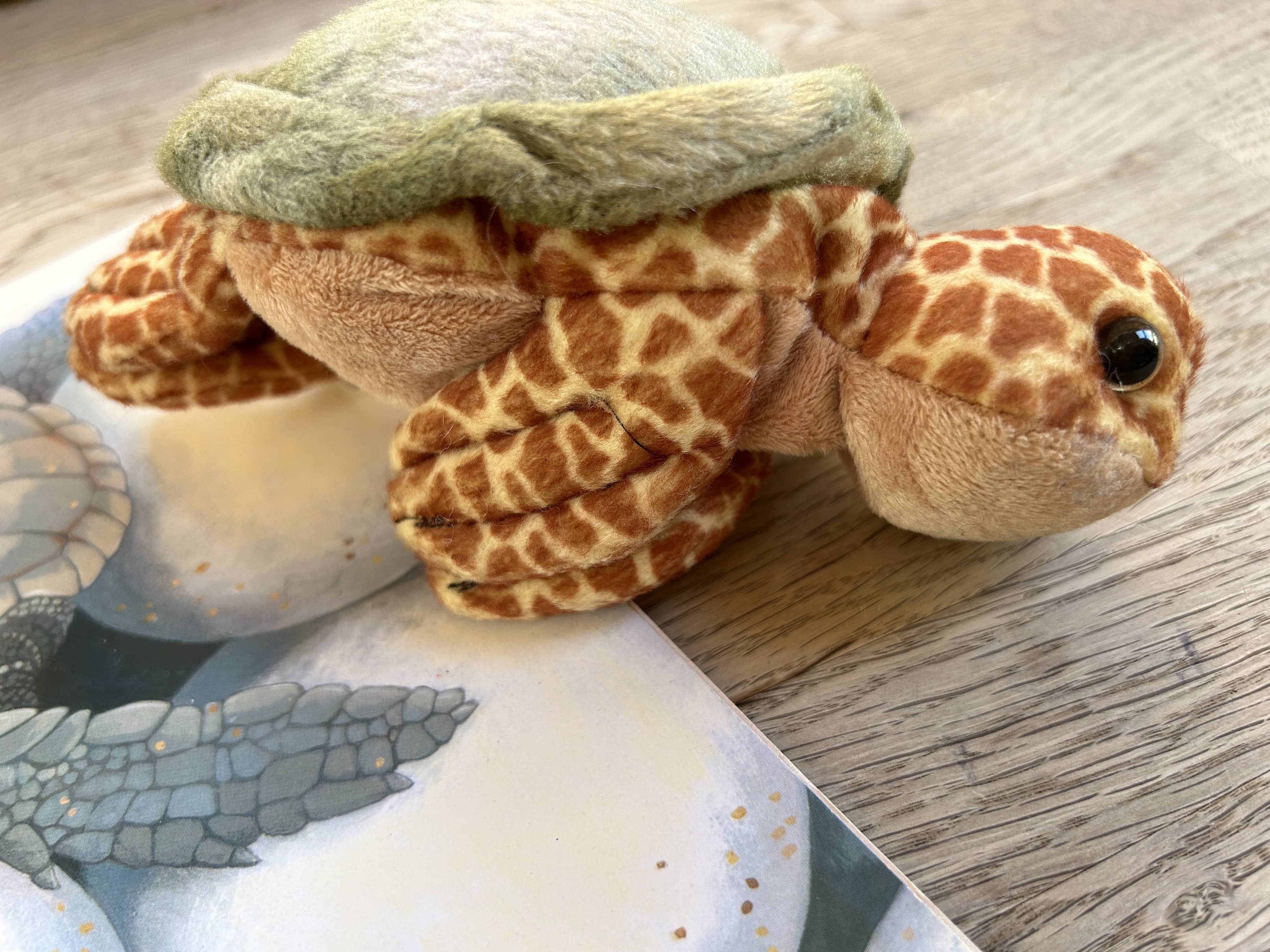 One Tiny Turtle Book Pack - Book + Stuffed Turtle (Pre-Loved)