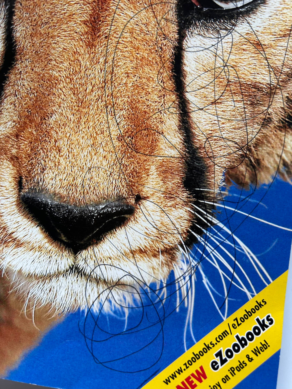 Collection of Zoo Books Magazines (Pre-Loved)