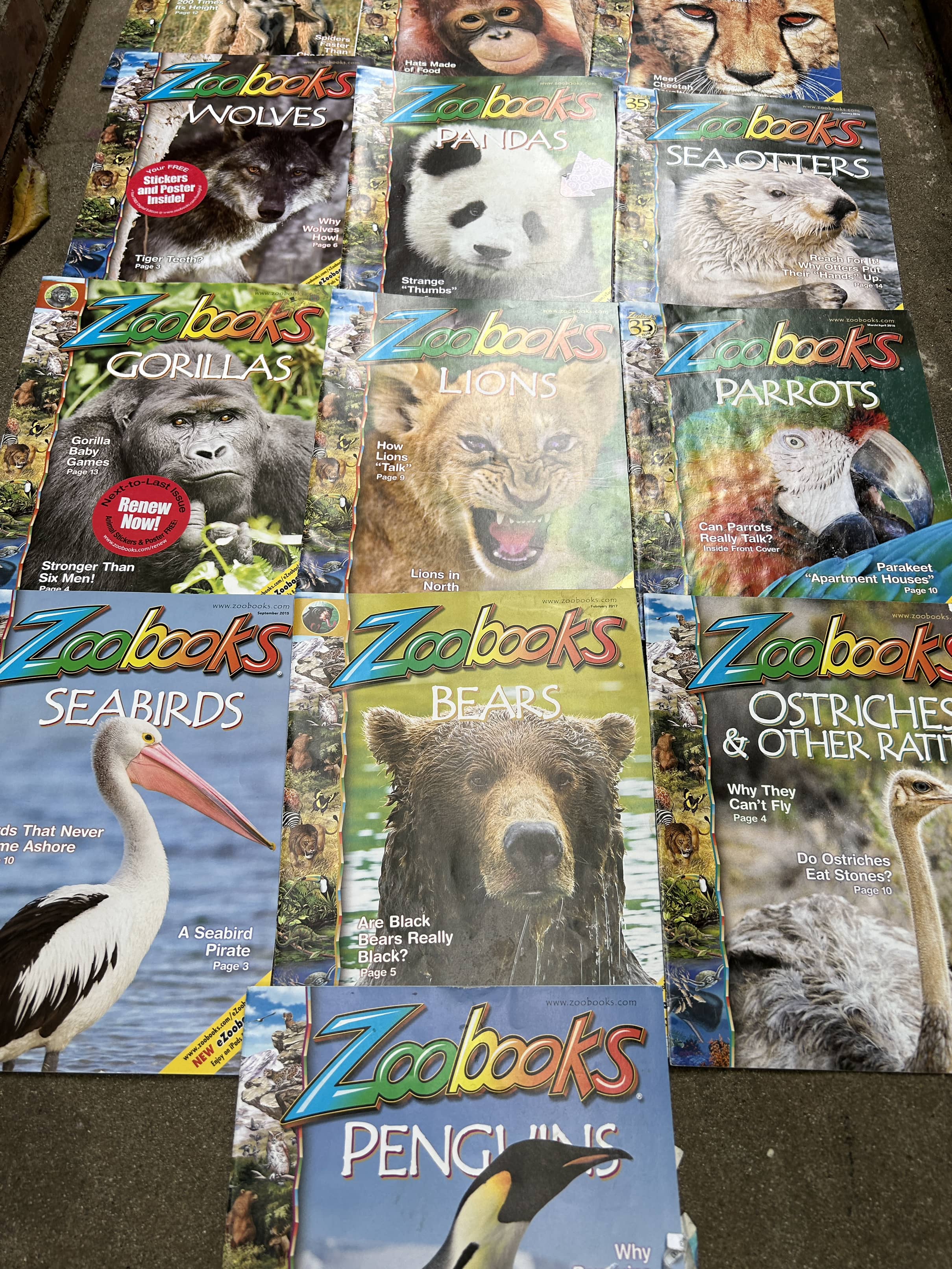 Collection of Zoo Books Magazines (Pre-Loved)