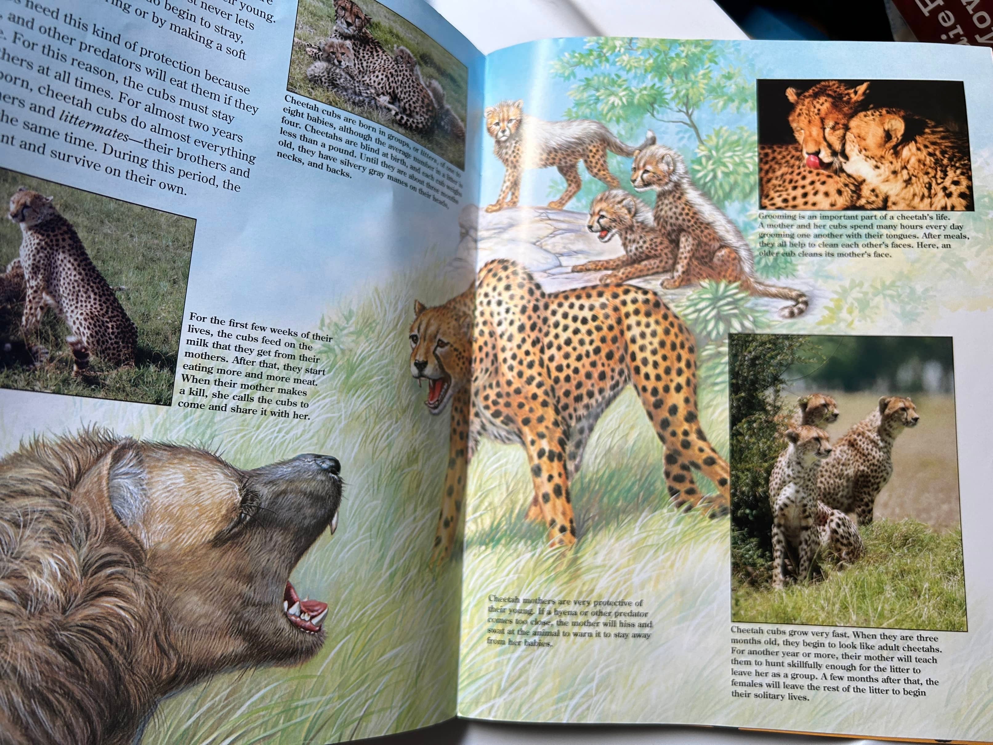 Collection of Zoo Books Magazines (Pre-Loved)