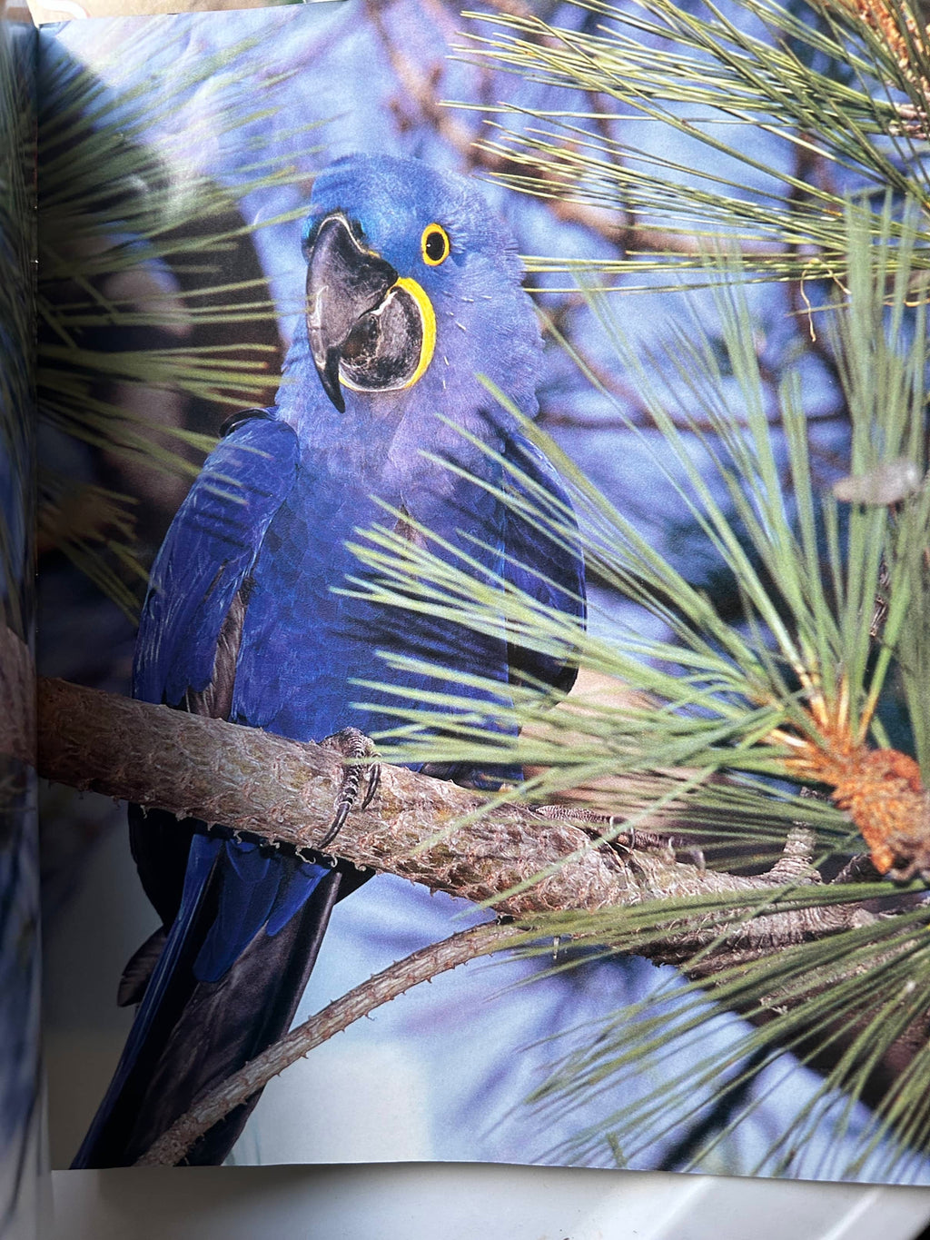 Collection of Zoo Books Magazines (Pre-Loved)