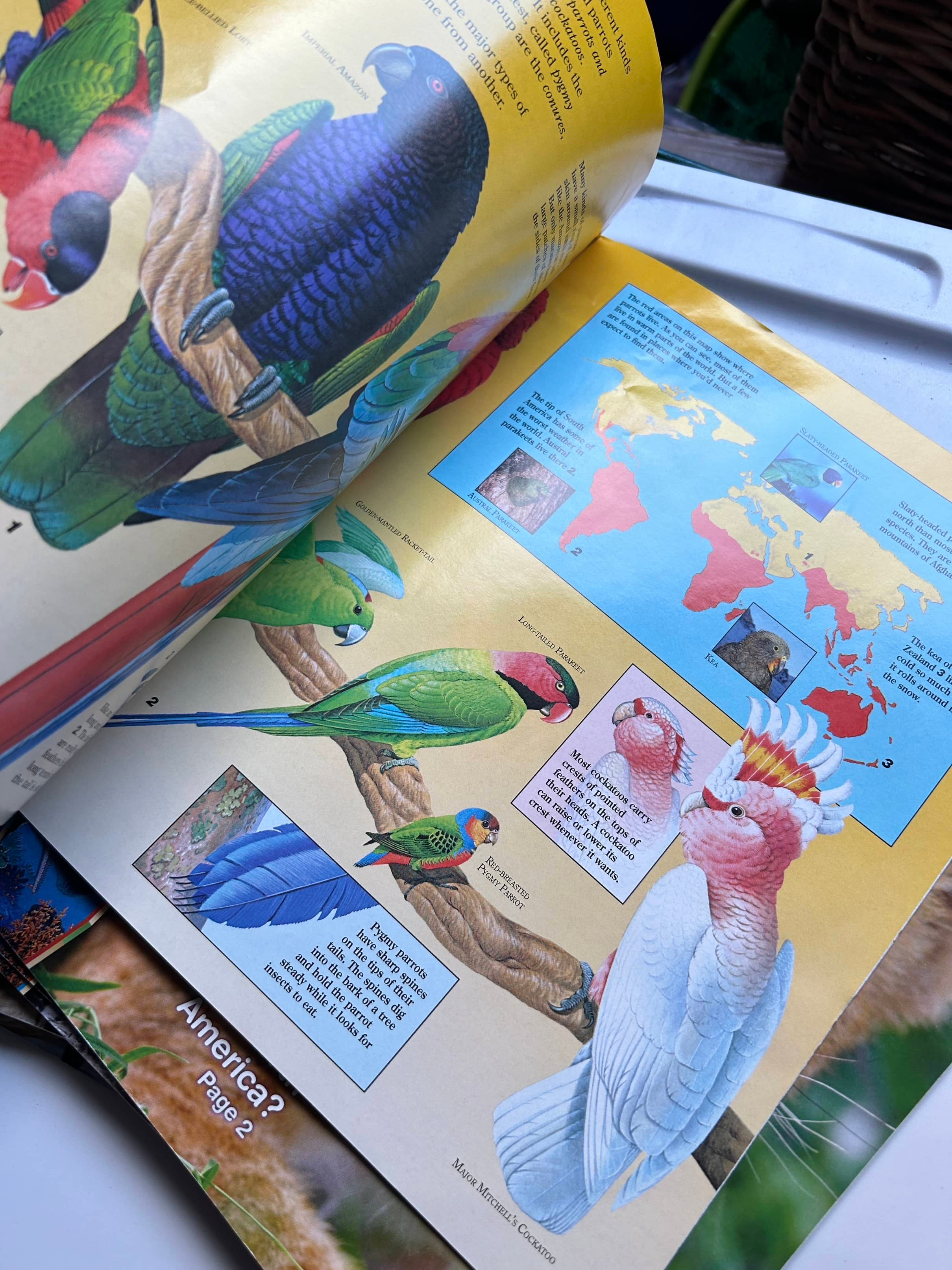 Collection of Zoo Books Magazines (Pre-Loved)