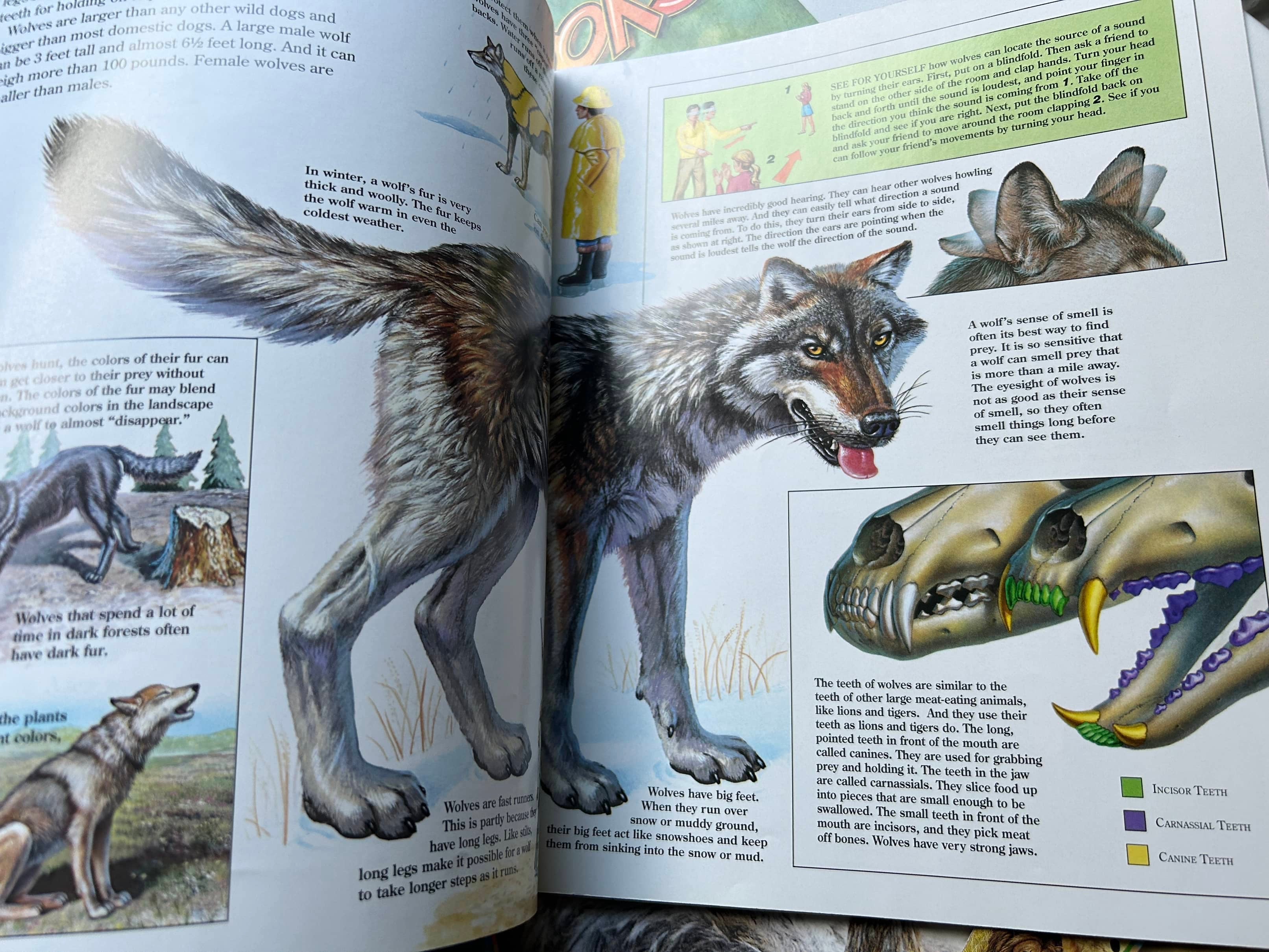 Collection of Zoo Books Magazines (Pre-Loved)