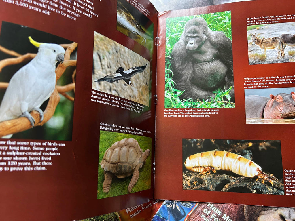 Collection of Zoo Books Magazines (Pre-Loved)