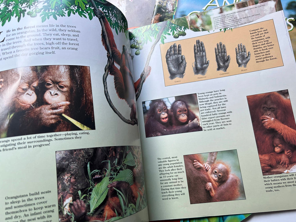 Collection of Zoo Books Magazines (Pre-Loved)