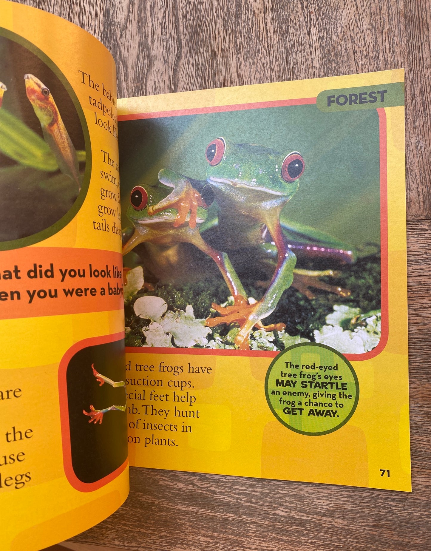 Little Kids First Big Book of Animals by National Geographic