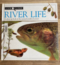 River Life - A Close-Up Look at the Natural World of a River