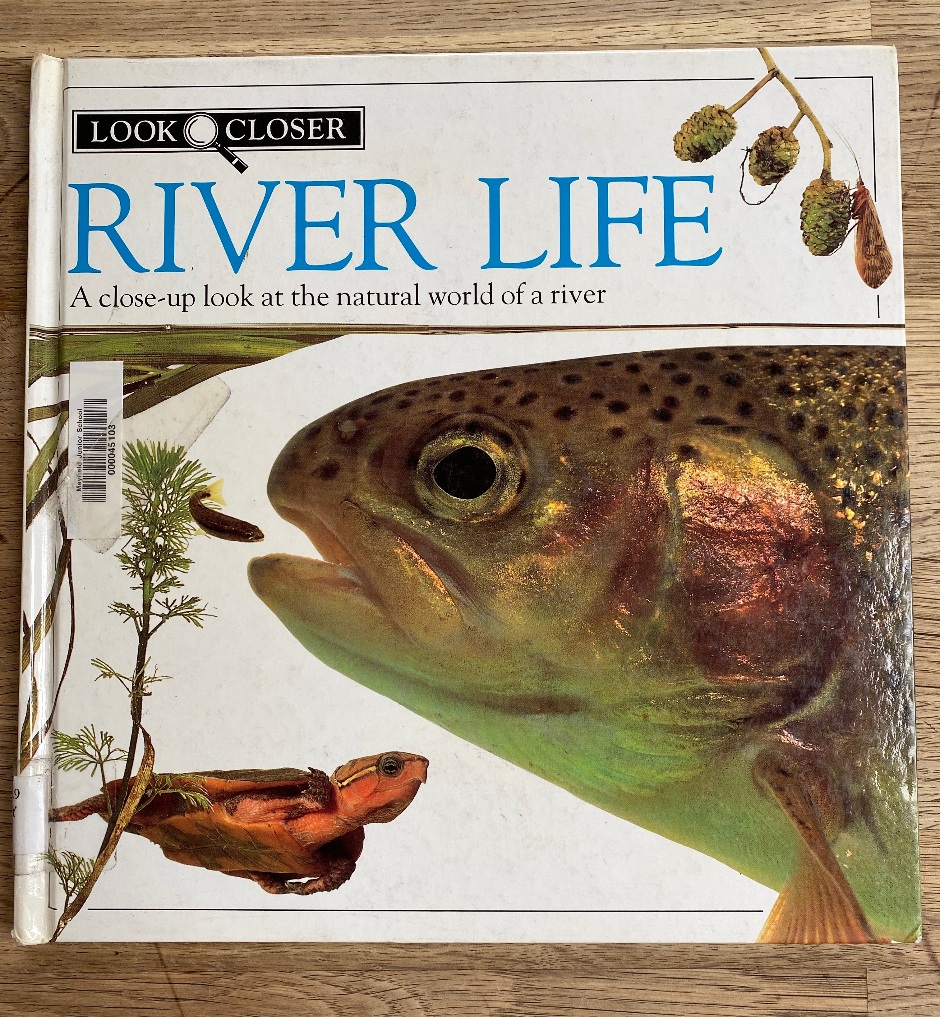 River Life - A Close-Up Look at the Natural World of a River