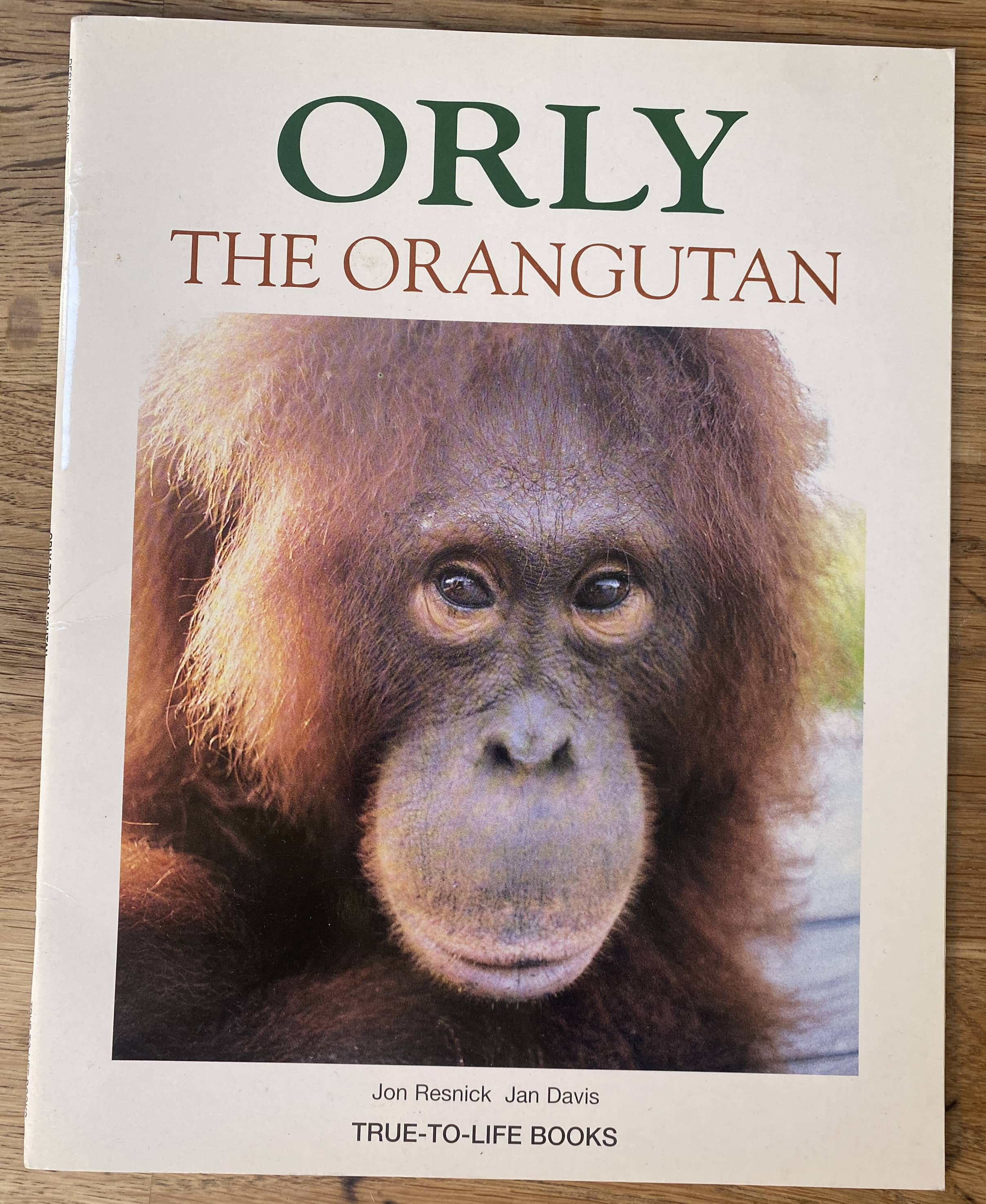 Orly the Orangutan